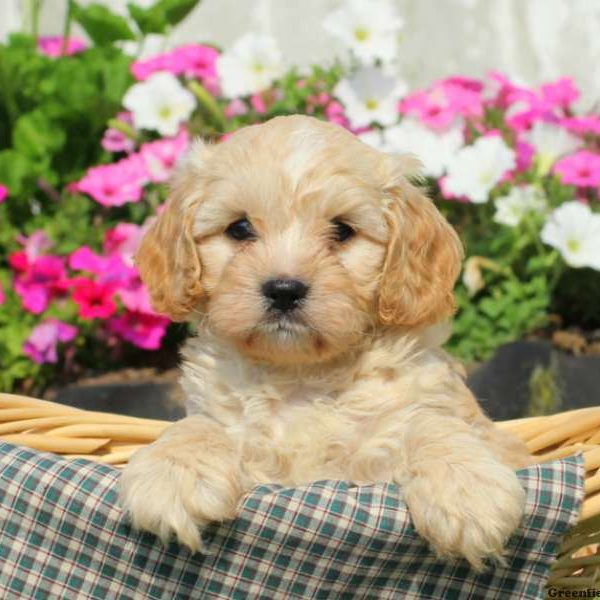 Cole, Cavapoo Puppy