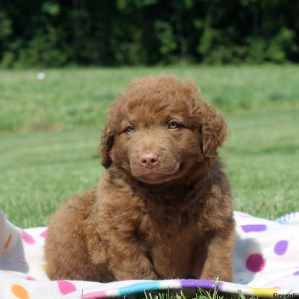 Cole, Chesapeake Bay Retriever Puppy