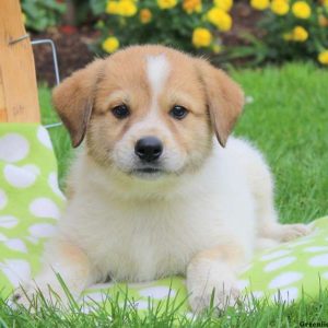 Cole, Great Pyrenees Mix Puppy