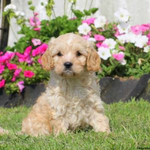 Cole, Cavapoo Puppy