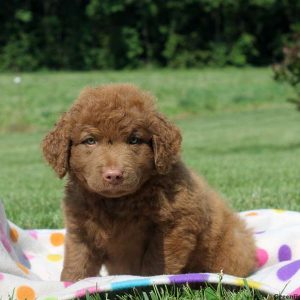 Cole, Chesapeake Bay Retriever Puppy