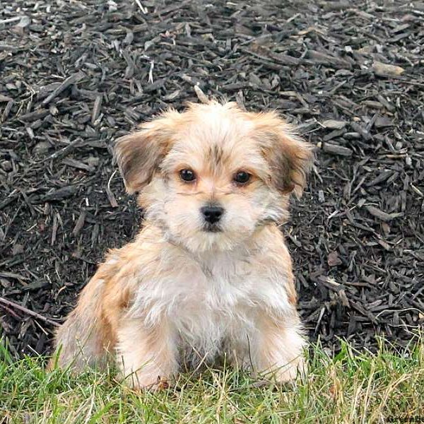 Coleton, Morkie / Yorktese Puppy