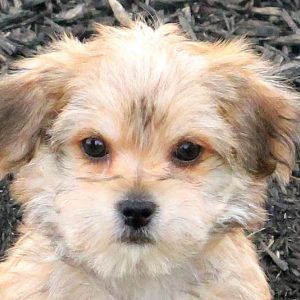 Coleton, Morkie / Yorktese Puppy