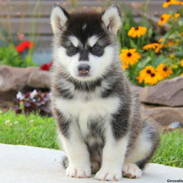 Colton, Alaskan Malamute Puppy