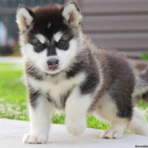 Colton, Alaskan Malamute Puppy