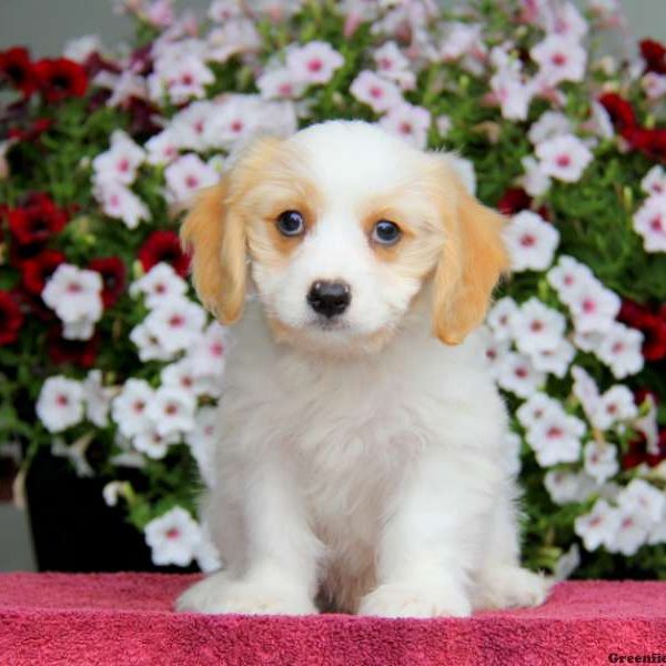 Conner, Cavachon Puppy