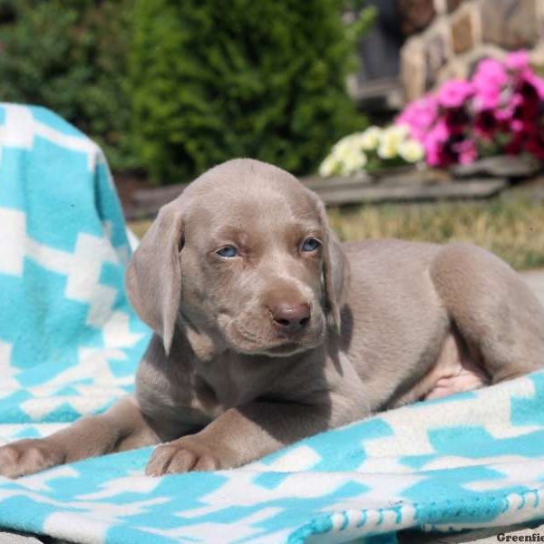 Conner, Weimaraner Puppy