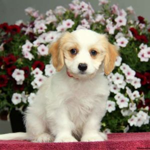 Conner, Cavachon Puppy