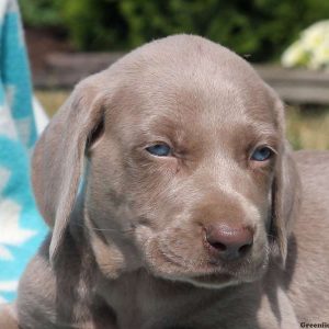 Conner, Weimaraner Puppy