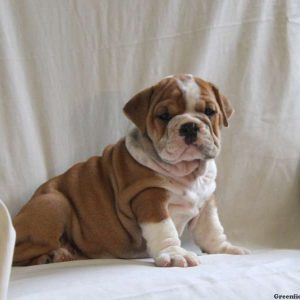 Connie, English Bulldog Puppy