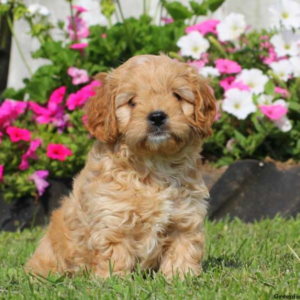 Connor, Cavapoo Puppy