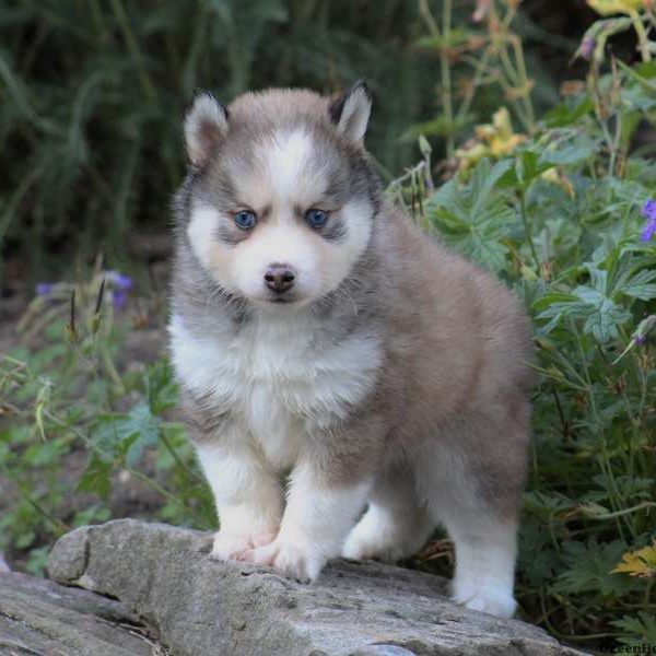 Connor, Pomsky Puppy