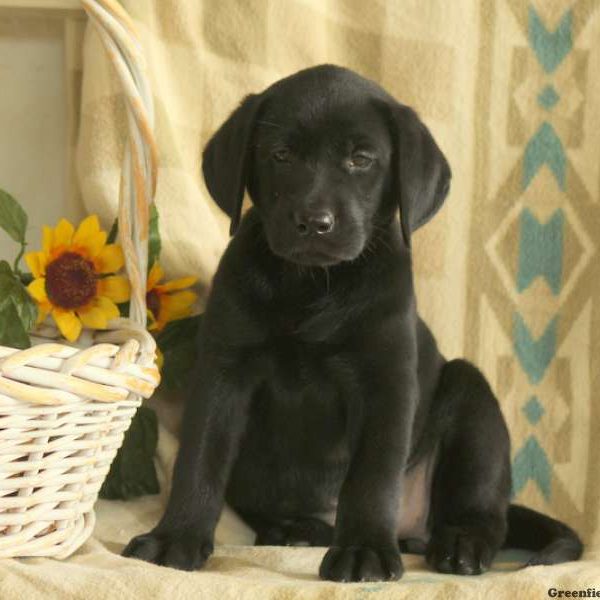 Connor, Labrador Retriever-Black Puppy