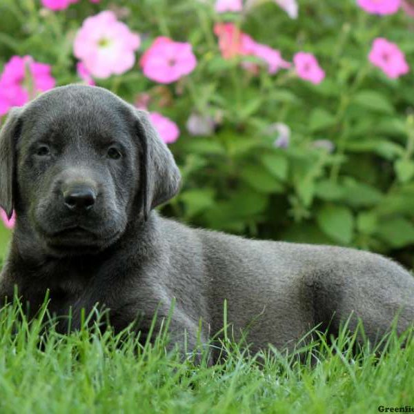 Connor, Labrador Retriever-Charcoal Puppy