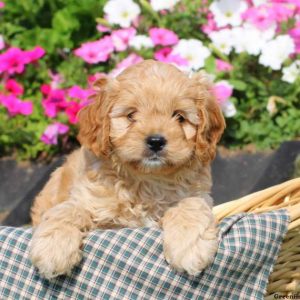 Connor, Cavapoo Puppy