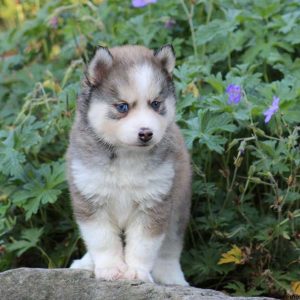 Connor, Pomsky Puppy