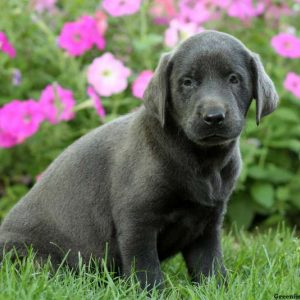 Connor, Labrador Retriever-Charcoal Puppy