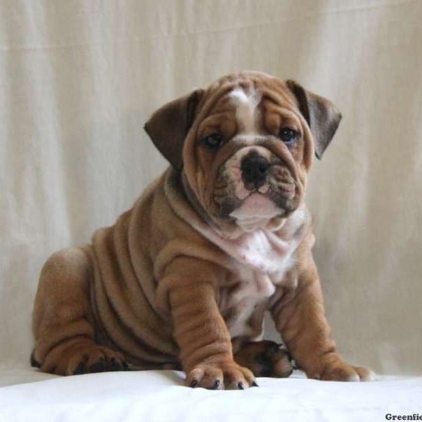 Conrad, English Bulldog Puppy