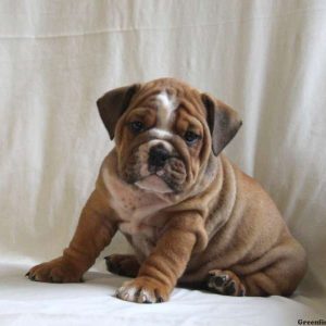 Conrad, English Bulldog Puppy