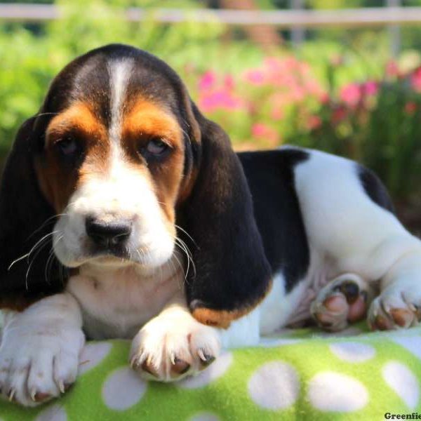 Cook, Basset Hound Puppy