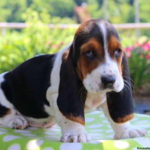 Cook, Basset Hound Puppy