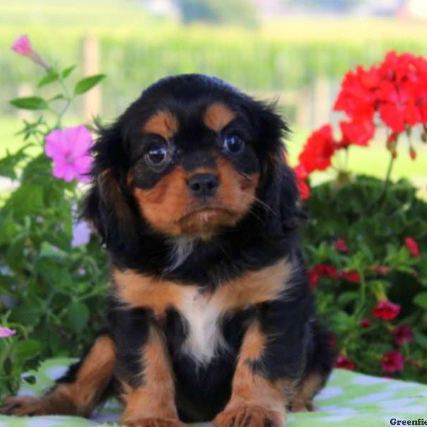 Cookie, Cavalier King Charles Spaniel Puppy