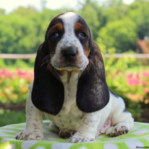 Cookie, Basset Hound Puppy