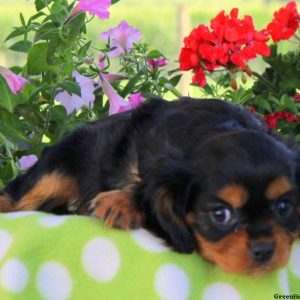 Cookie, Cavalier King Charles Spaniel Puppy