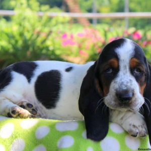 Cookie, Basset Hound Puppy