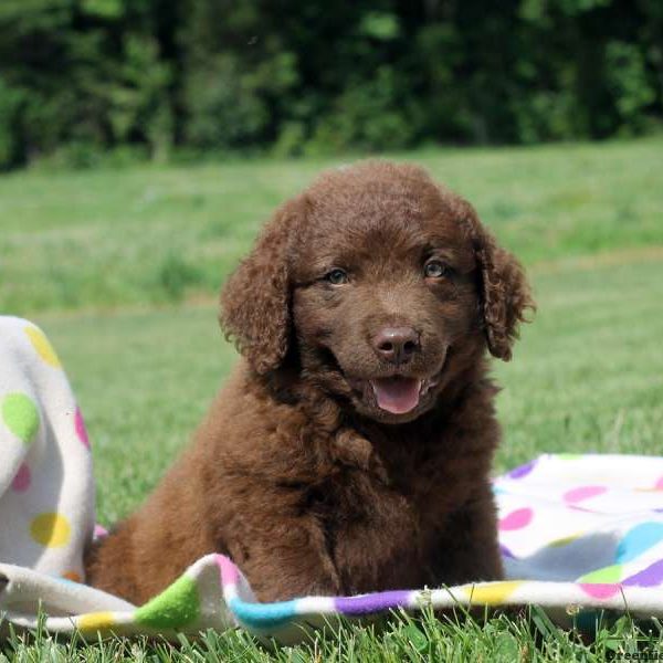 Cooper, Chesapeake Bay Retriever Puppy