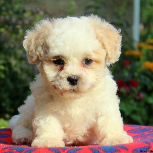 Cooper, Shichon / Teddy Bear Puppy