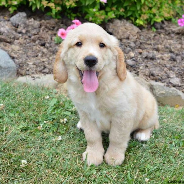 Cooper, Golden Retriever Mix Puppy