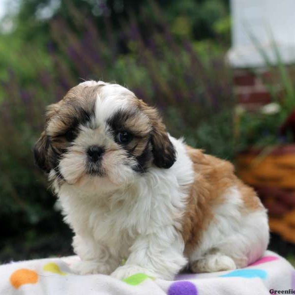 Cooper, Shih Tzu Puppy