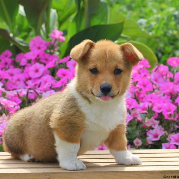 Cooper, Pembroke Welsh Corgi Puppy