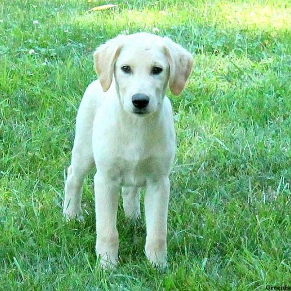 Cooper, Golden Labrador Puppy