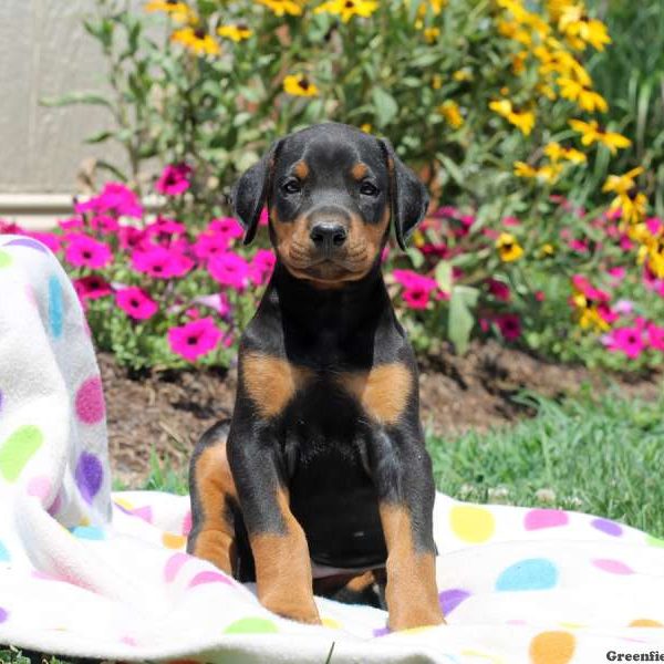 Cooper, Doberman Pinscher Puppy