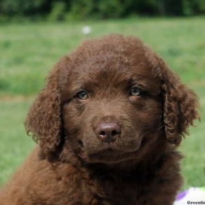 Cooper, Chesapeake Bay Retriever Puppy