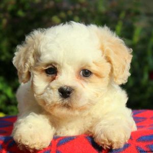 Cooper, Shichon / Teddy Bear Puppy