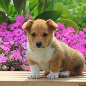 Cooper, Pembroke Welsh Corgi Puppy