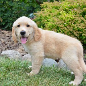 Cooper, Golden Retriever Mix Puppy