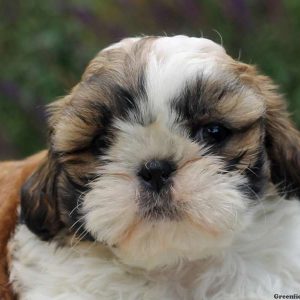 Cooper, Shih Tzu Puppy