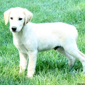 Cooper, Golden Labrador Puppy