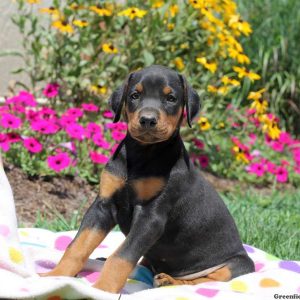 Cooper, Doberman Pinscher Puppy