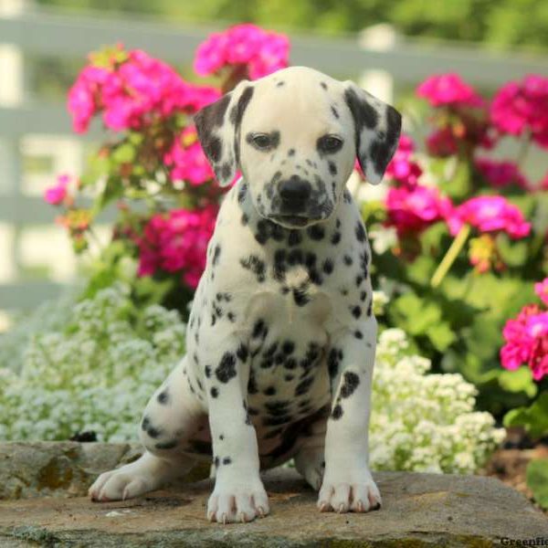 Cora, Dalmatian Puppy