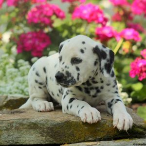 Cora, Dalmatian Puppy