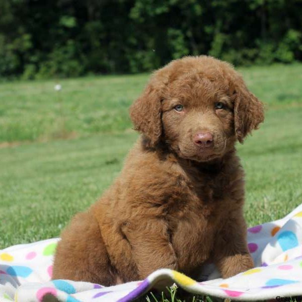 Corey, Chesapeake Bay Retriever Puppy