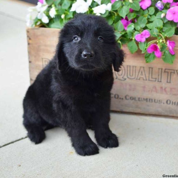 Corey, Newfoundland Puppy