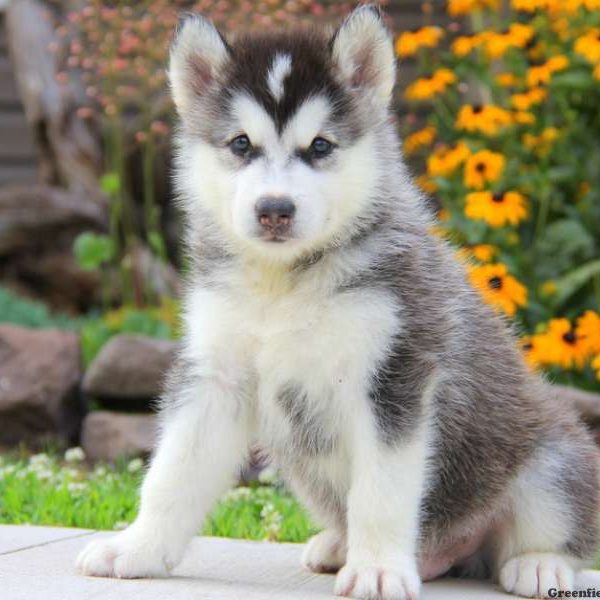 Corey, Alaskan Malamute Puppy