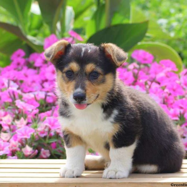 Corey, Pembroke Welsh Corgi Puppy