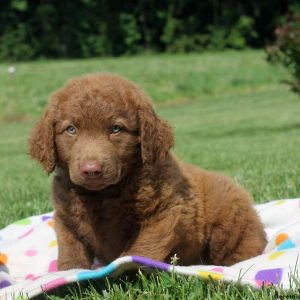 Corey, Chesapeake Bay Retriever Puppy